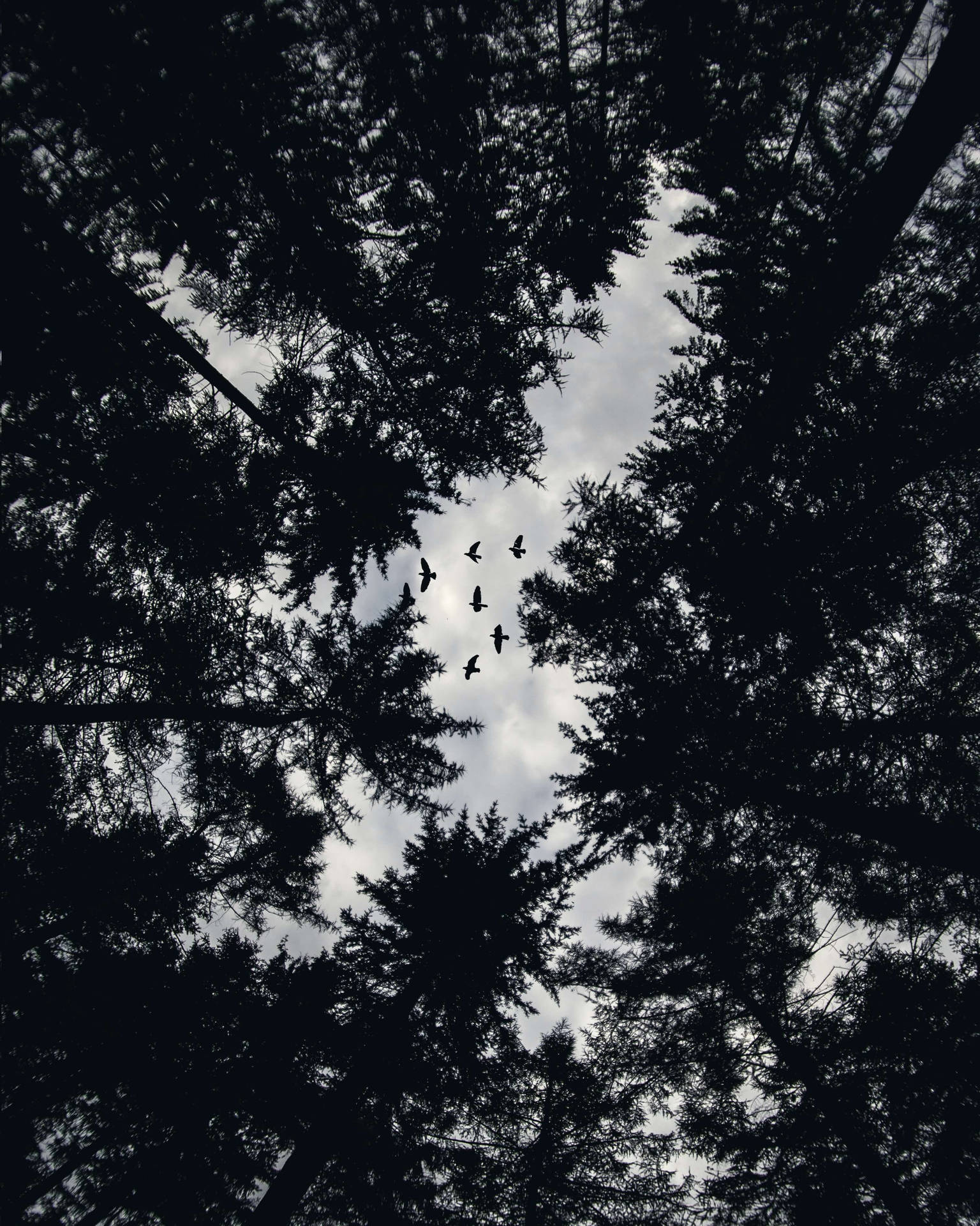Unrecognizable silhouettes of trees under a night sky Wallpaper