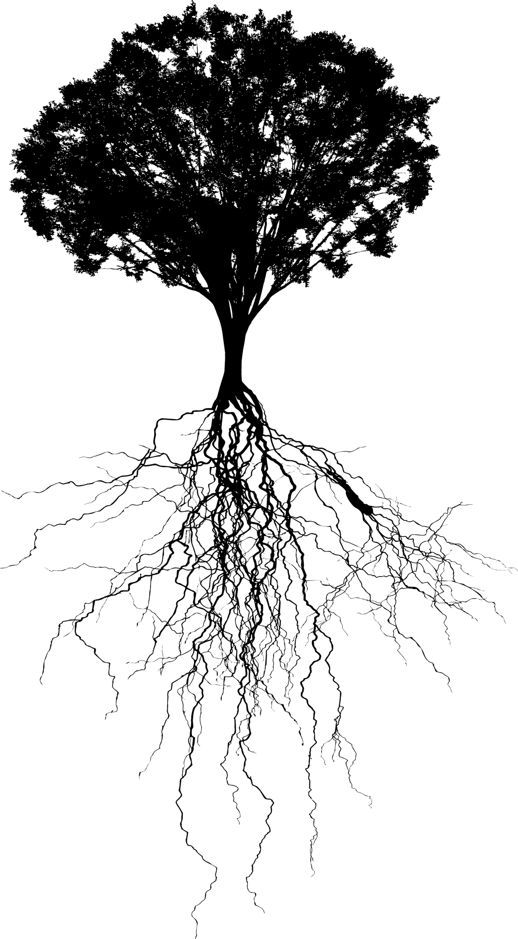 Tree Silhouettewith Roots PNG