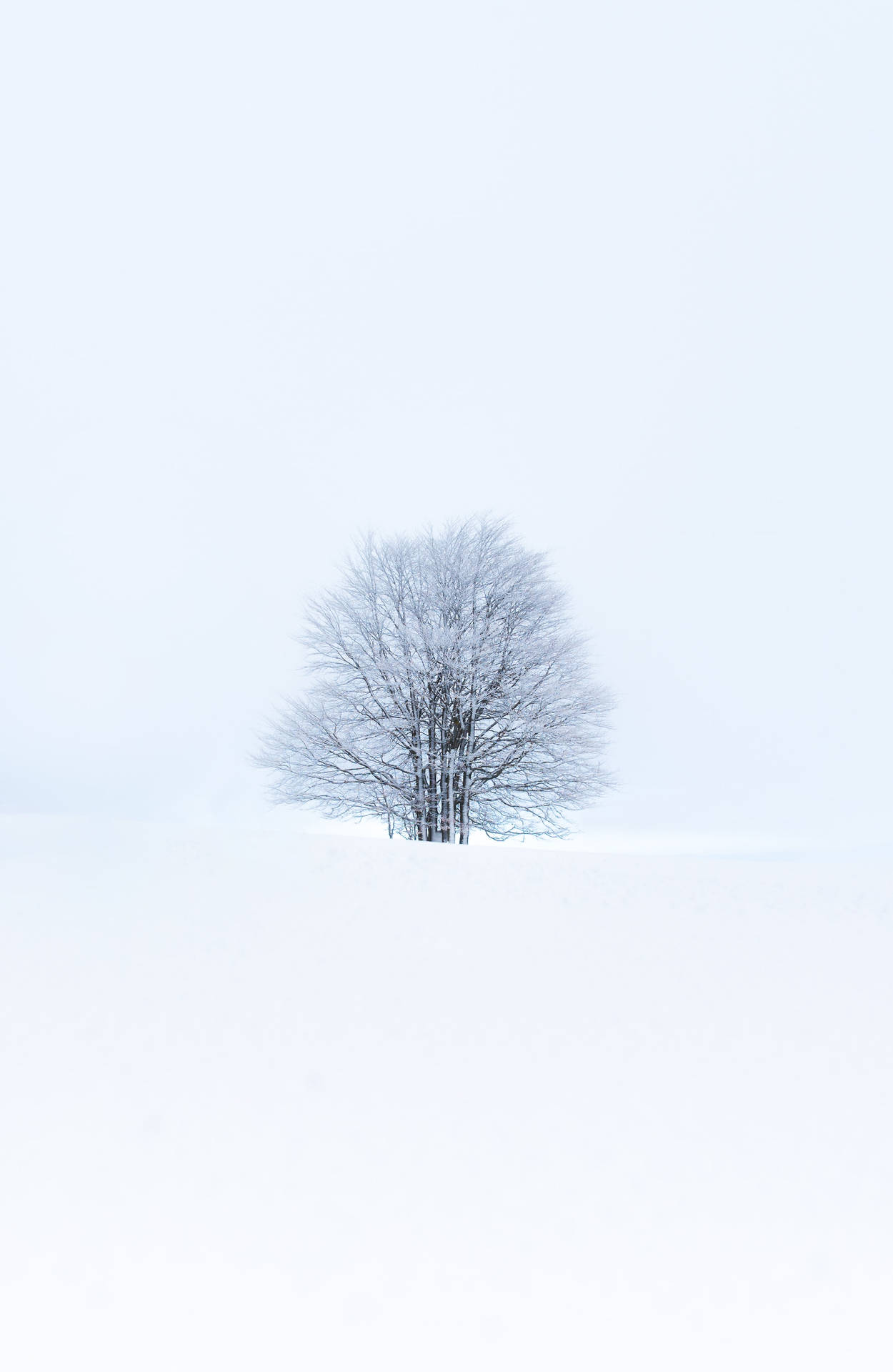 Tree, snow, winter, minimalism, white