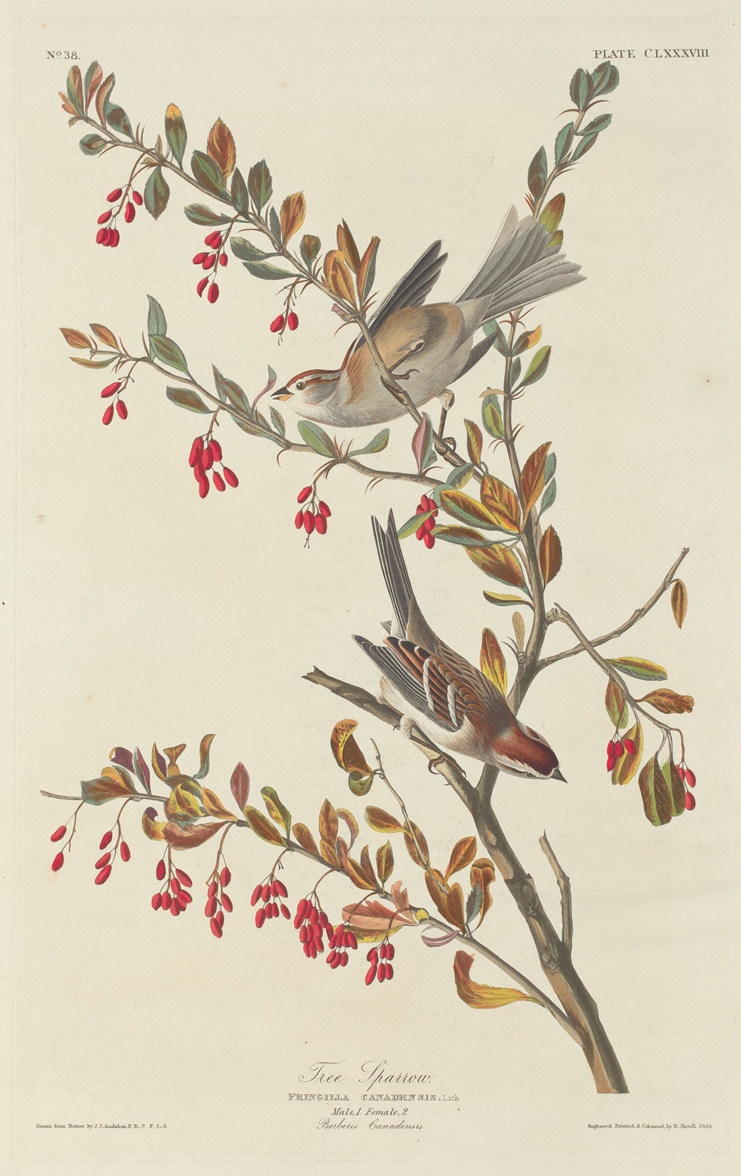 Tree Sparrow Wallpaper
