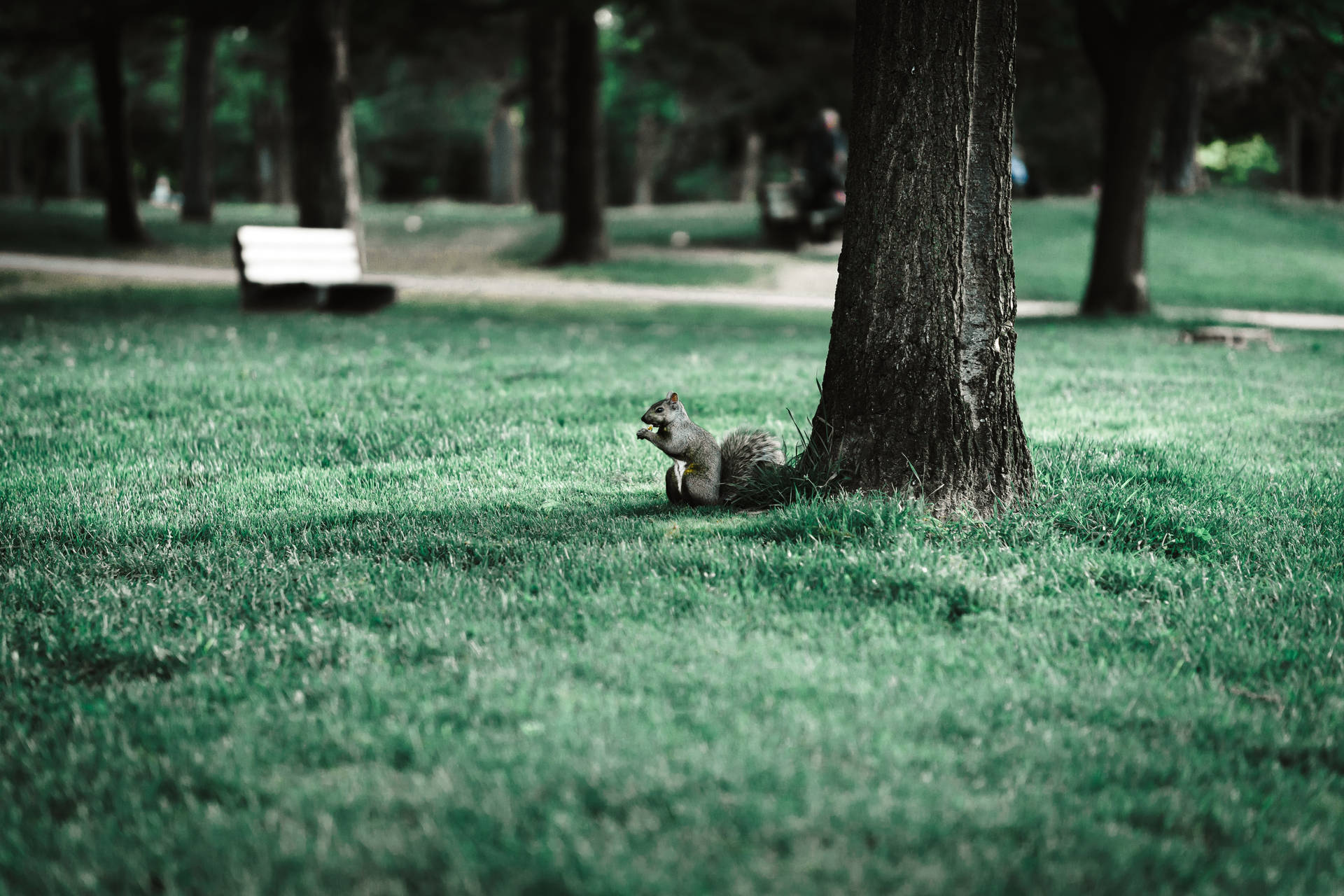 Tree Squirrel In Park