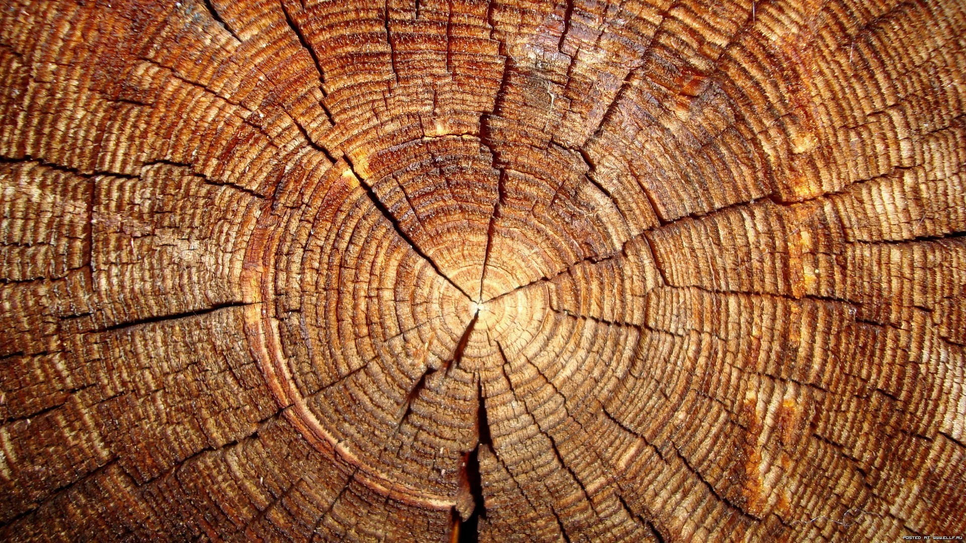 Tree Stump Wood Texture Wallpaper