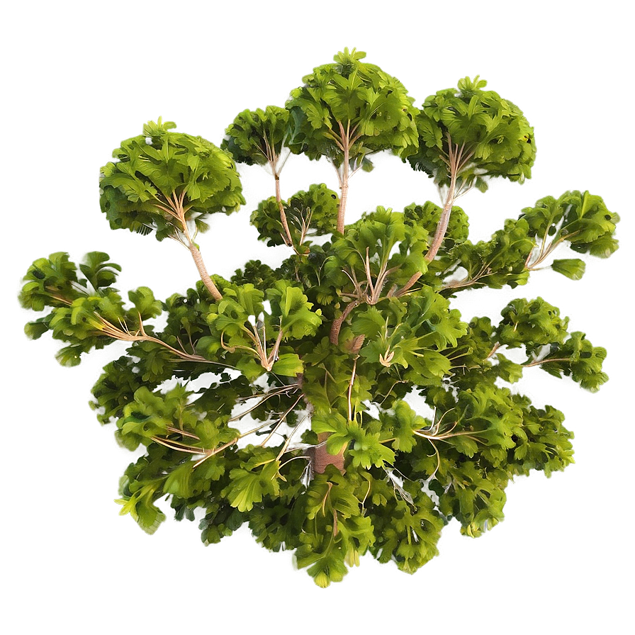 Tree Top Birds Eye View Png Fru PNG