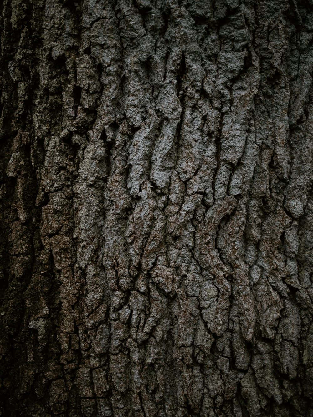 Rough Skin Tree Trunk Picture