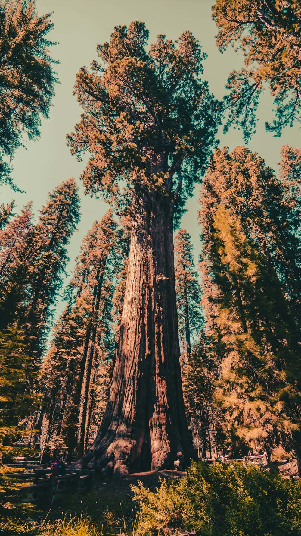 Rödwoodträdstambild