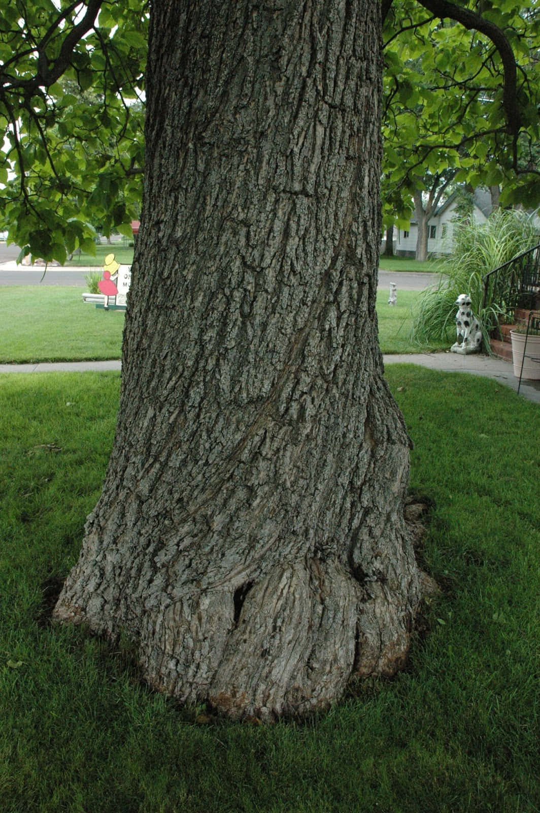 Sturdy Tree Trunk Picture