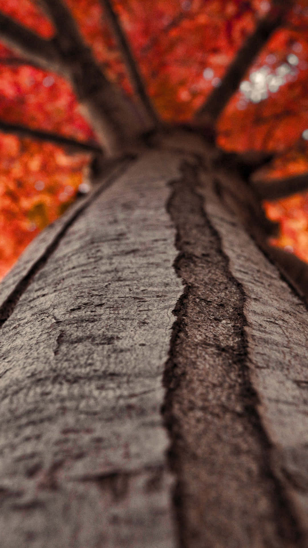 Autumn Tree Trunk Picture