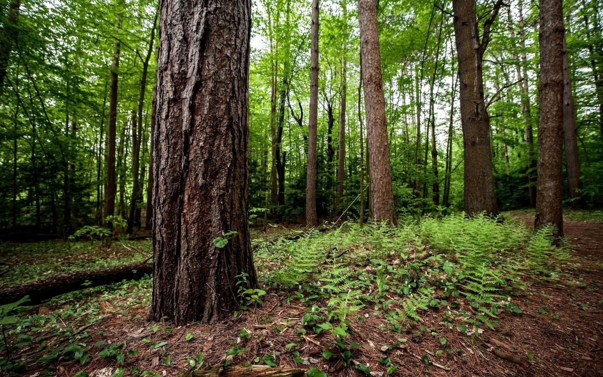Skogsträdstamtavla Bild