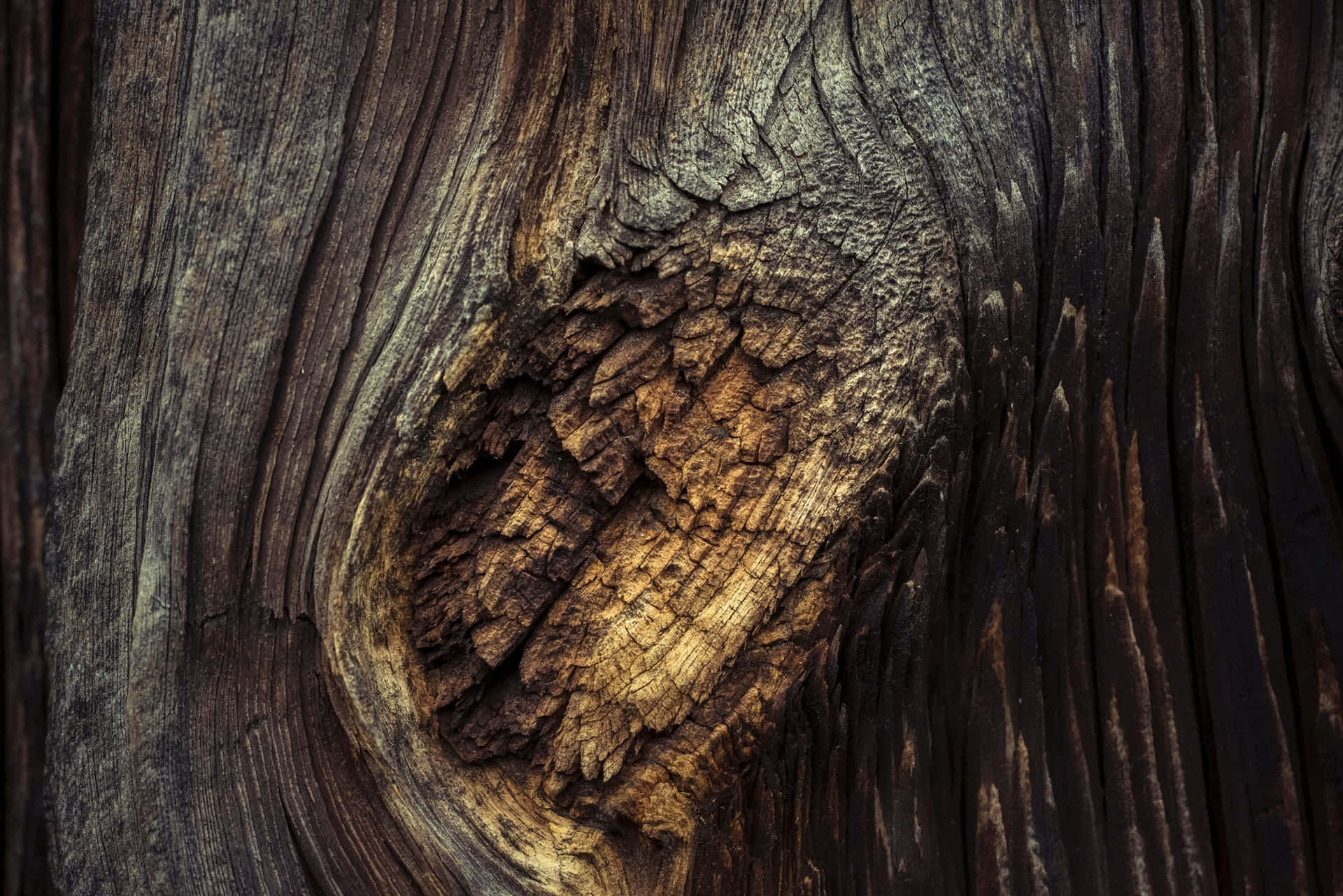 Large Tree Trunk Picture
