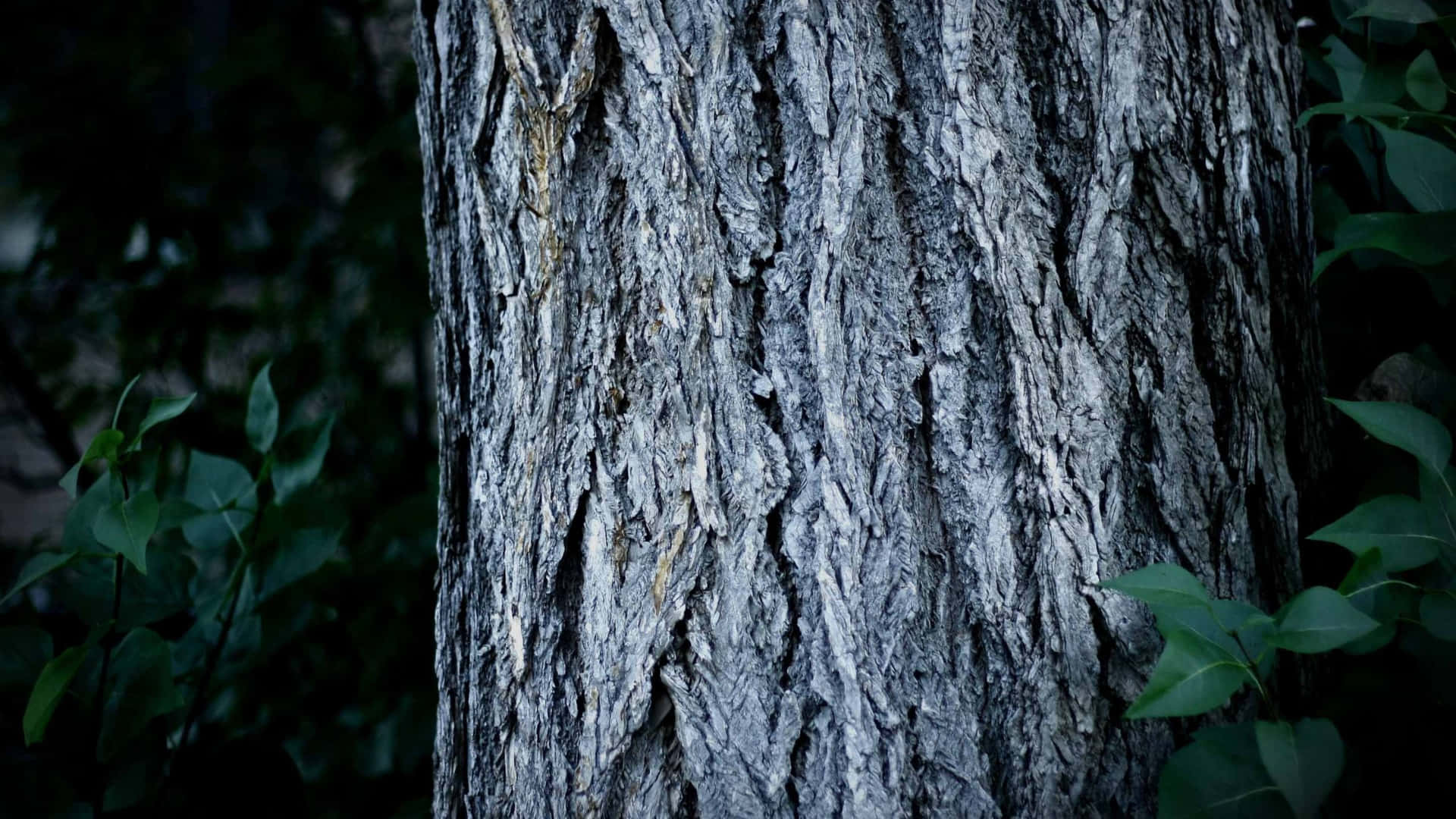 Bark Tree Trunk Picture