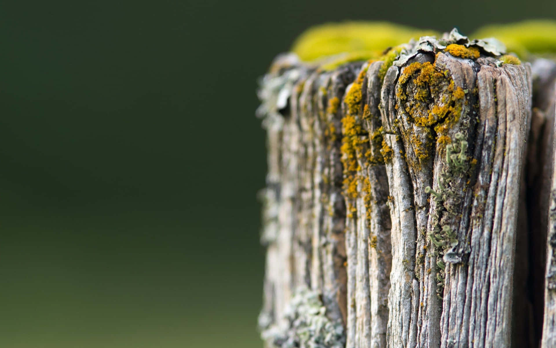 Moss Tree Trunk Picture