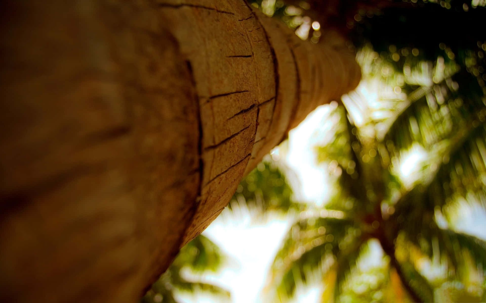 Kokospalmstambild