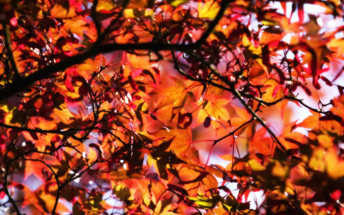 Tree With Autumn Leaves Aesthetic Wallpaper