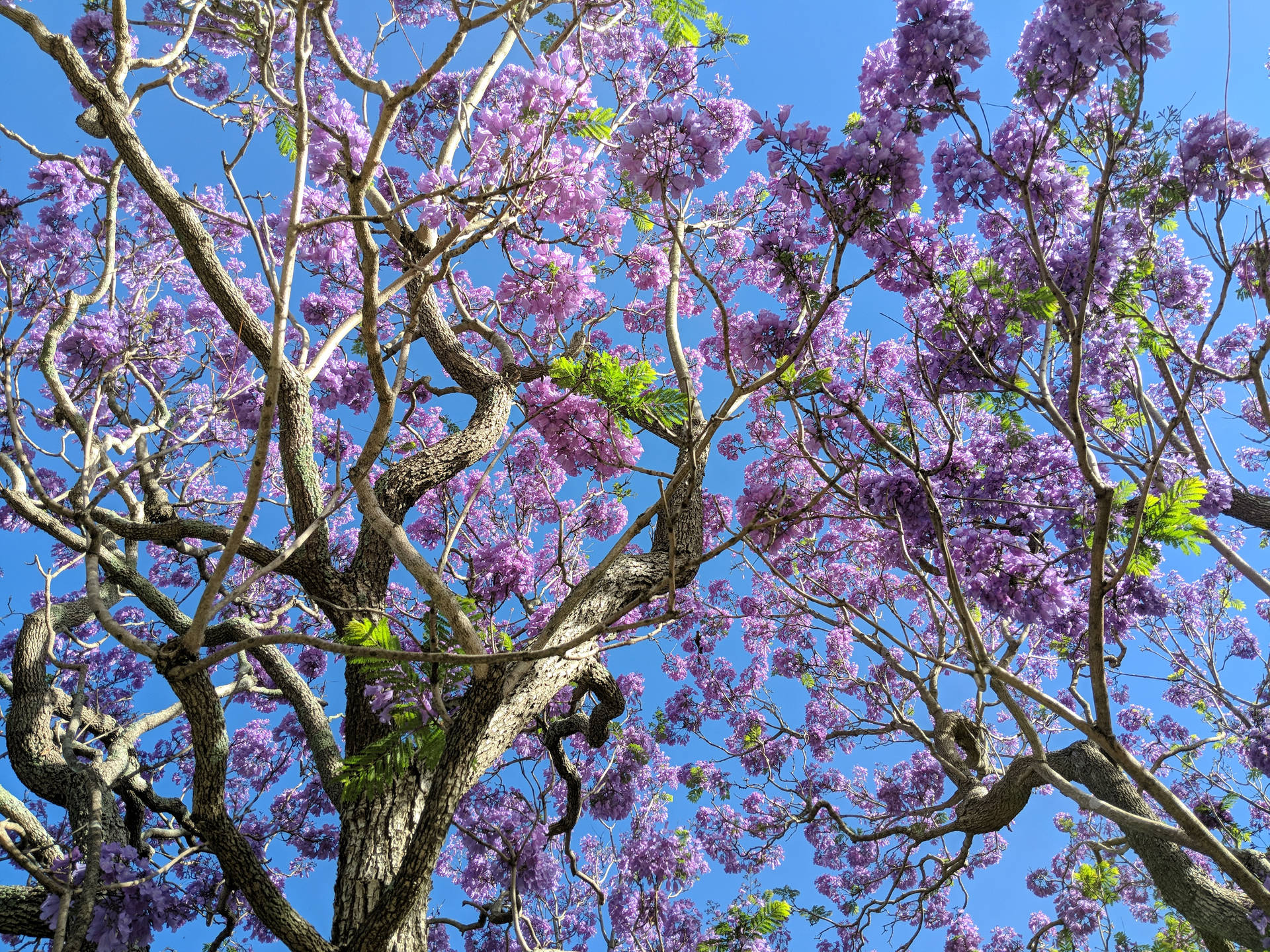 Tree With Purple Flowers Wallpaper
