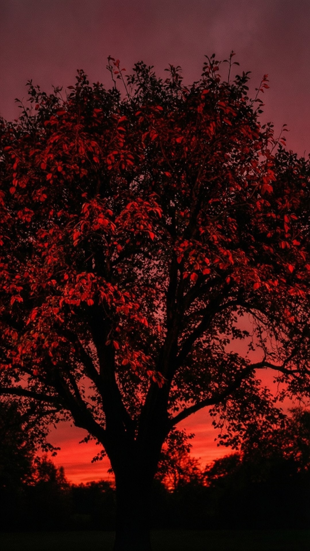 Albero con foglie rosse Sfondi