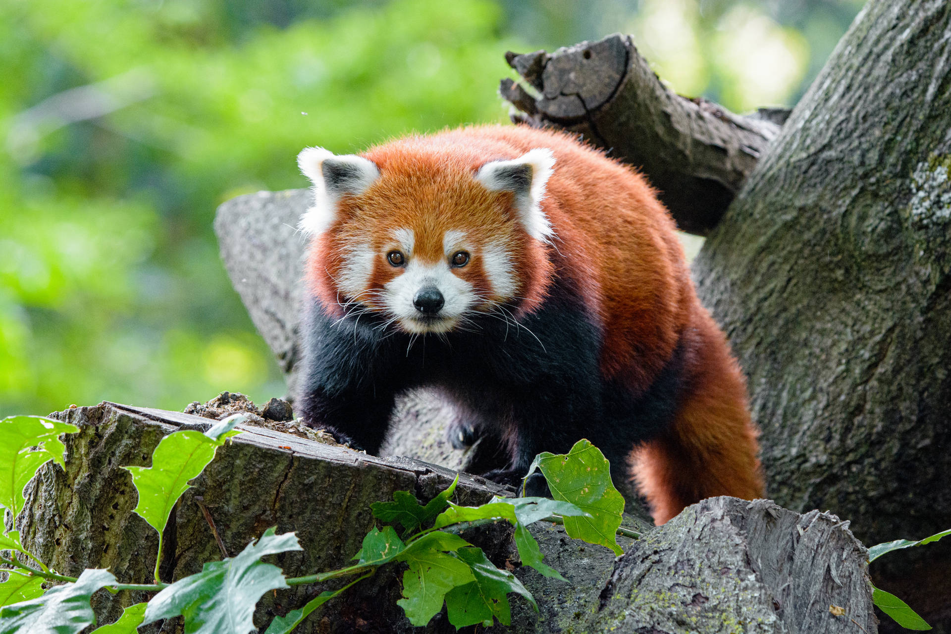 Tree With Red Panda Background