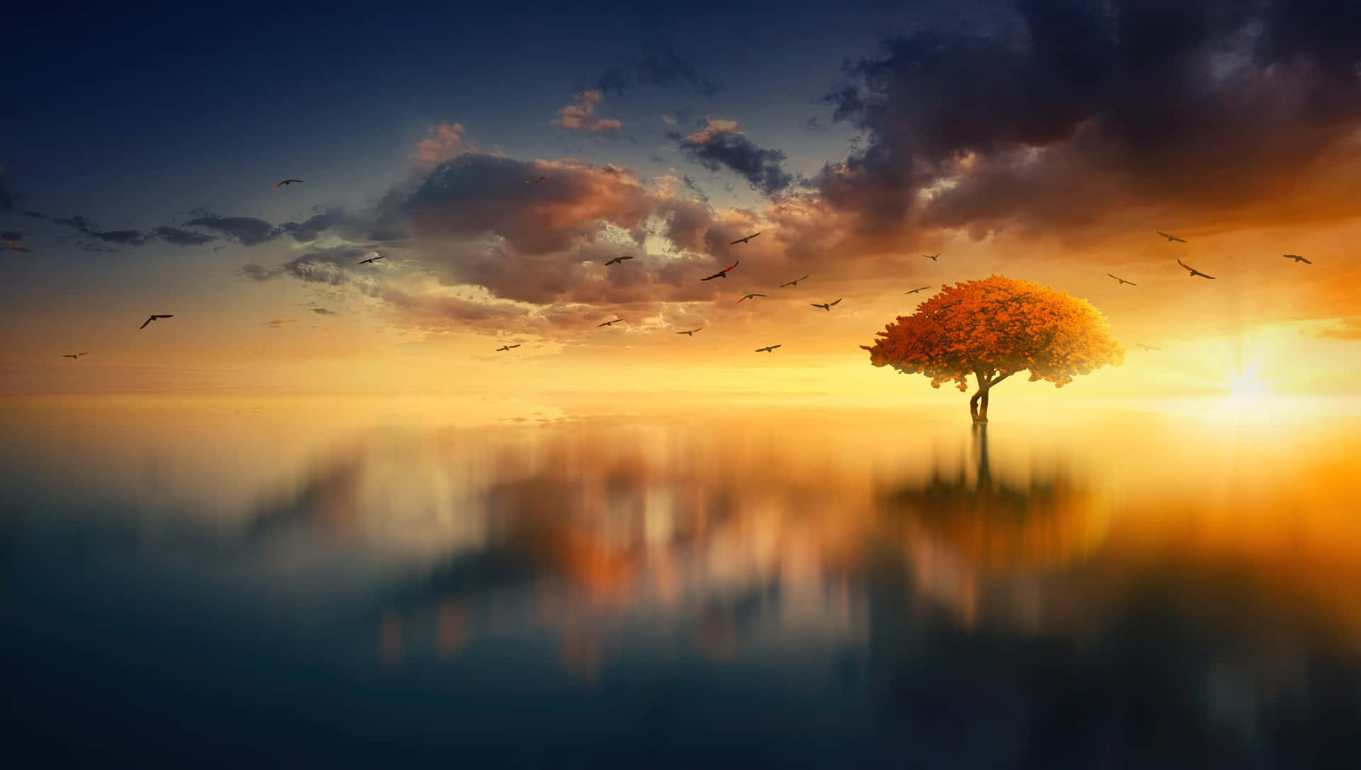 Tree With Sun Rise Wallpaper