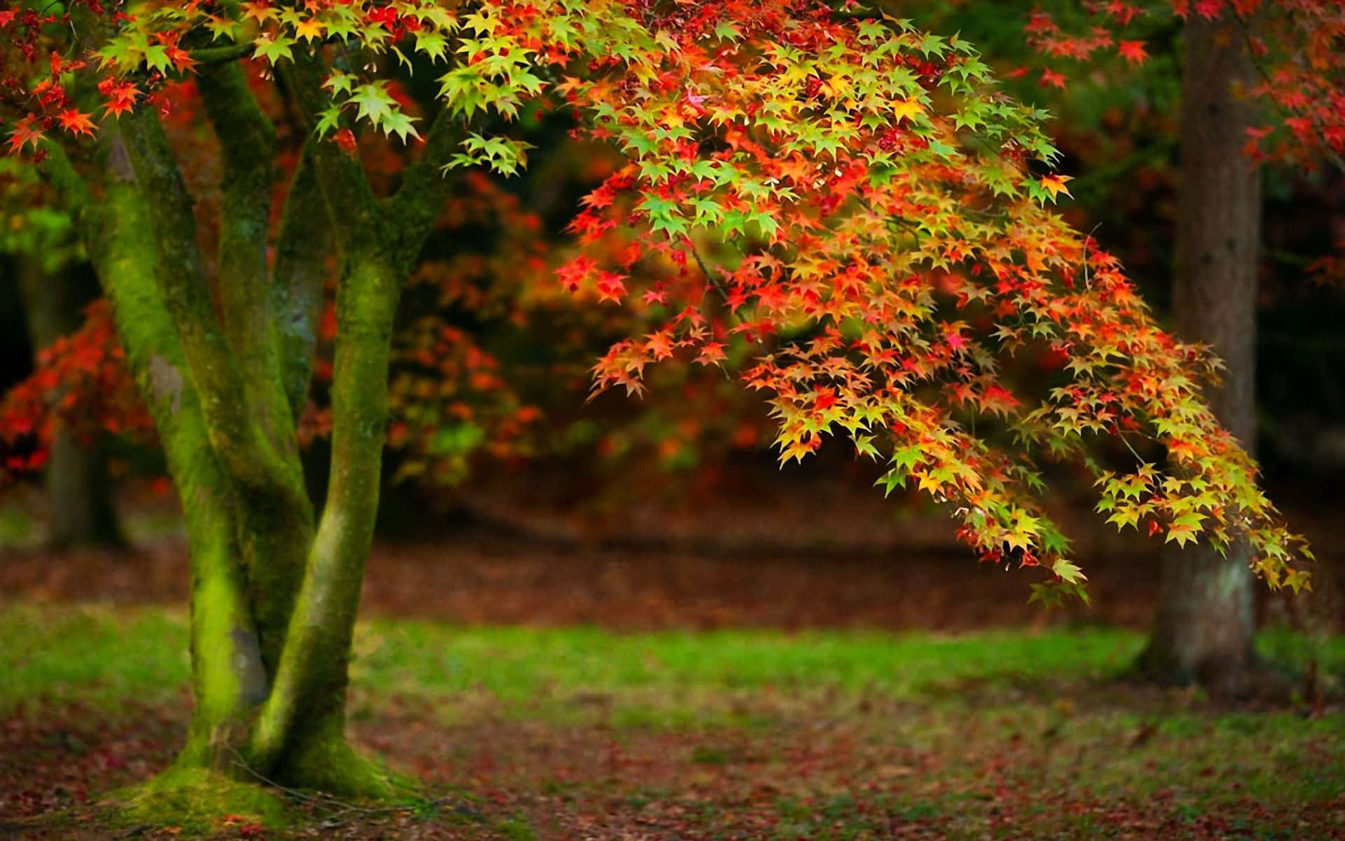 Autumn Tree With Red And Green Maple Leaves Wallpaper