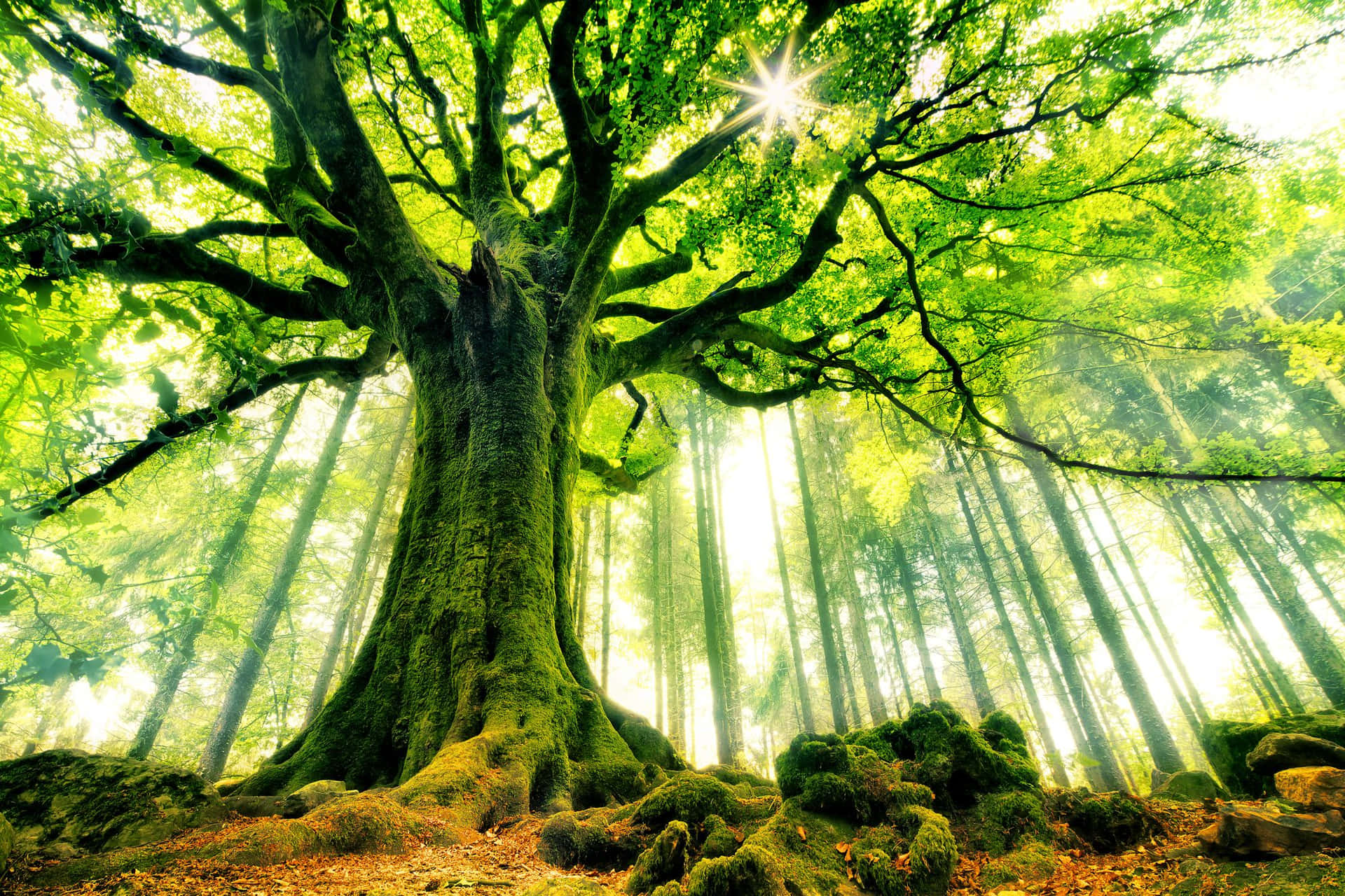 Ettgrönt Träd I Skogen Med Solsken Som Strålar Igenom Det