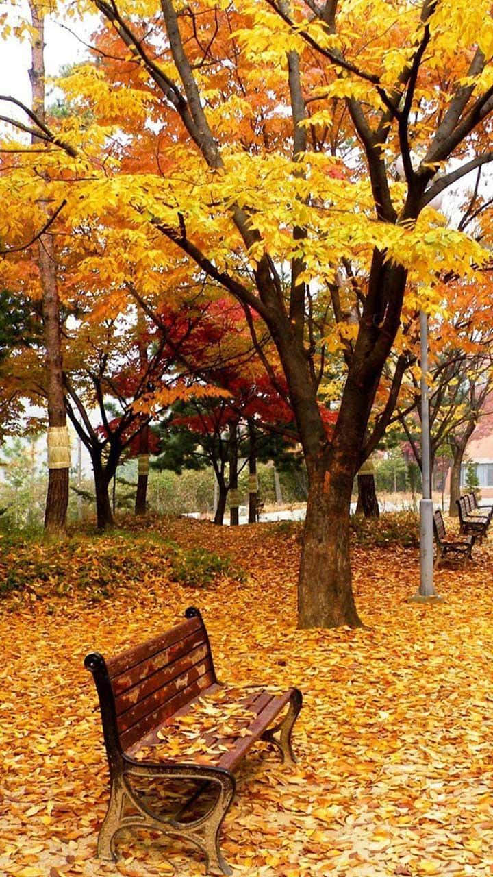 Fall Season Park With Beautiful Trees Wallpaper