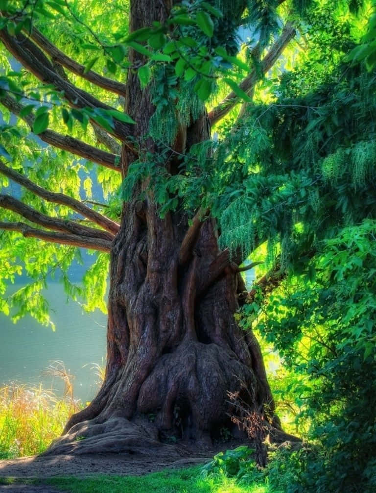 Naturensprakt - Träd Under En Solig Himmel. Wallpaper