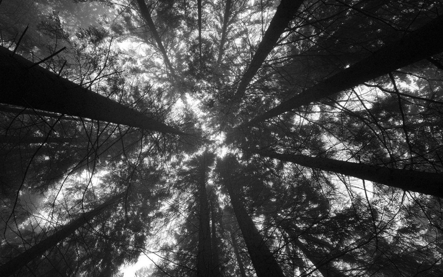 Trees Aesthetic Black And White Laptop Background Wallpaper