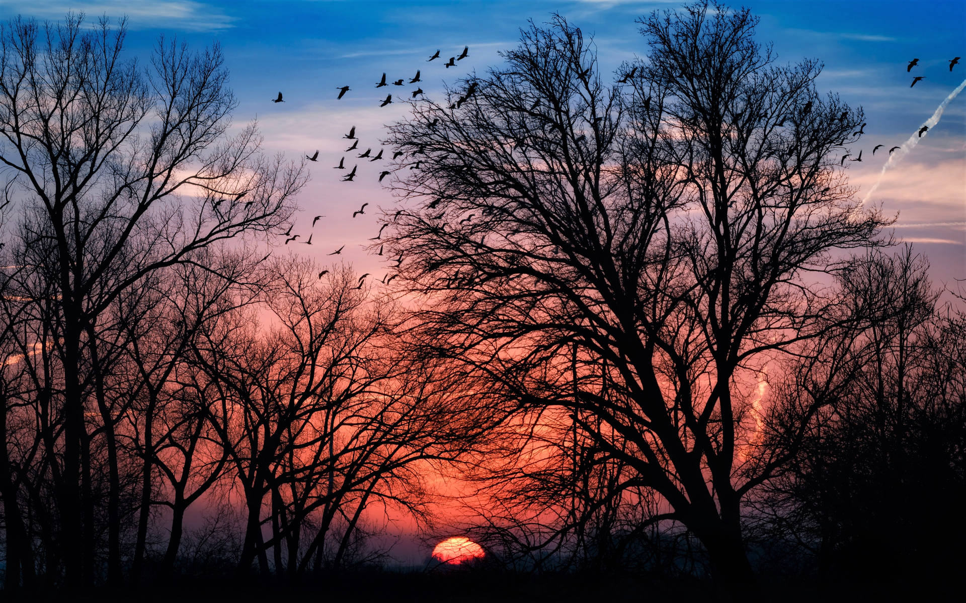 Bäumeund Vögel Sonnenuntergang Desktop Wallpaper
