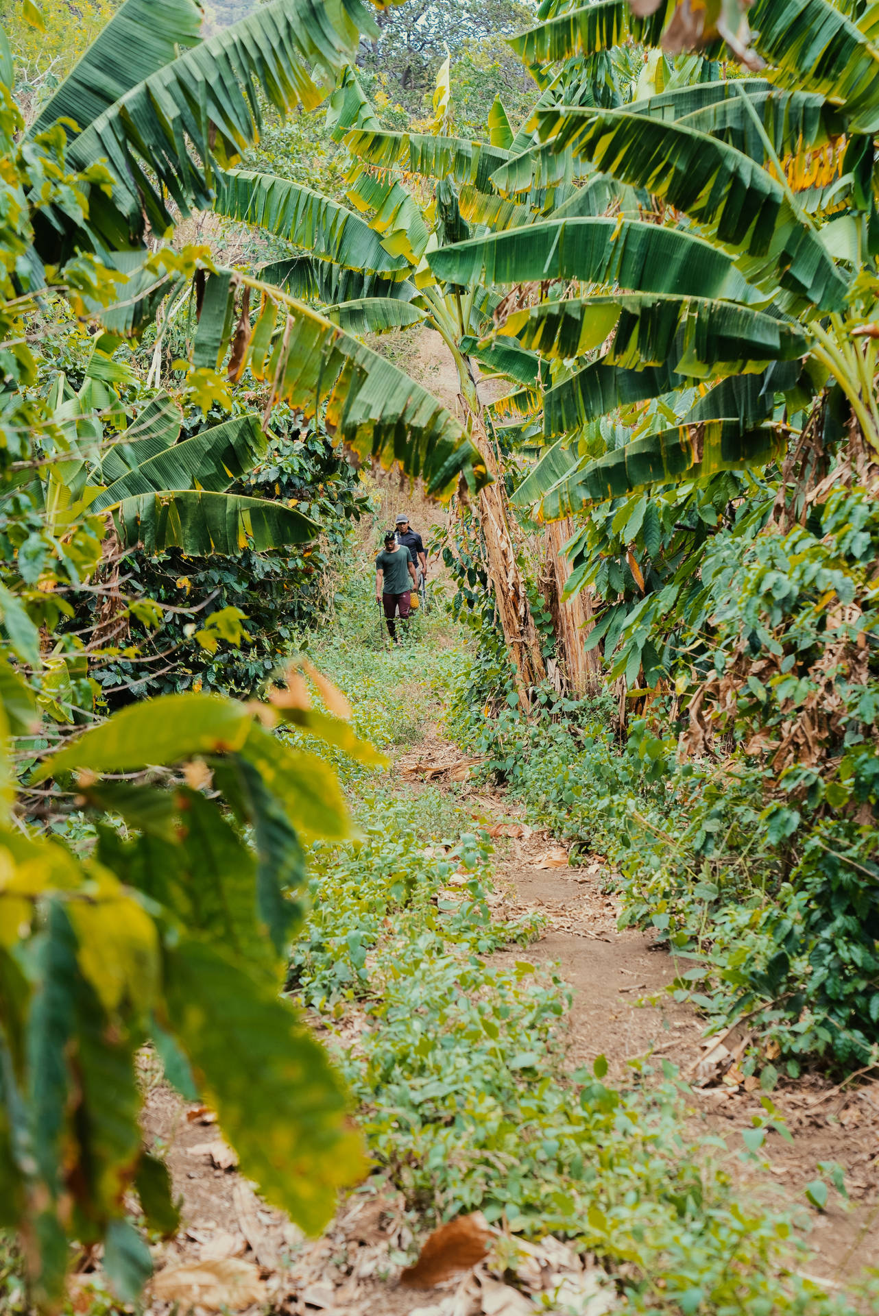 Árbolesy Granjas En Nicaragua Fondo de pantalla