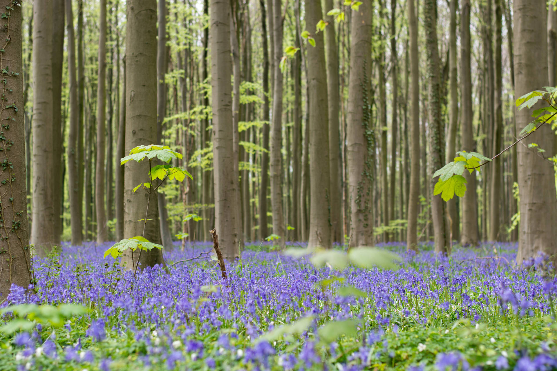Trees And Hyacinth Flowers Wallpaper