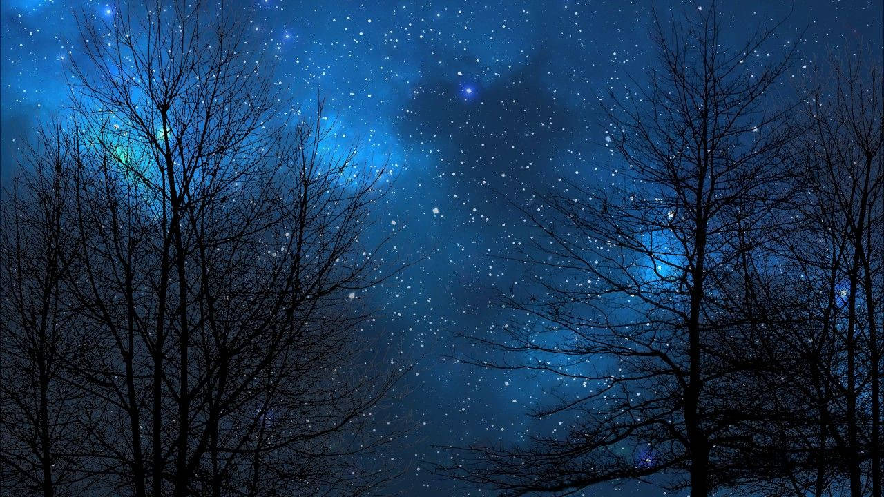 "A tranquil view of the night sky, framed by a forest of trees." Wallpaper