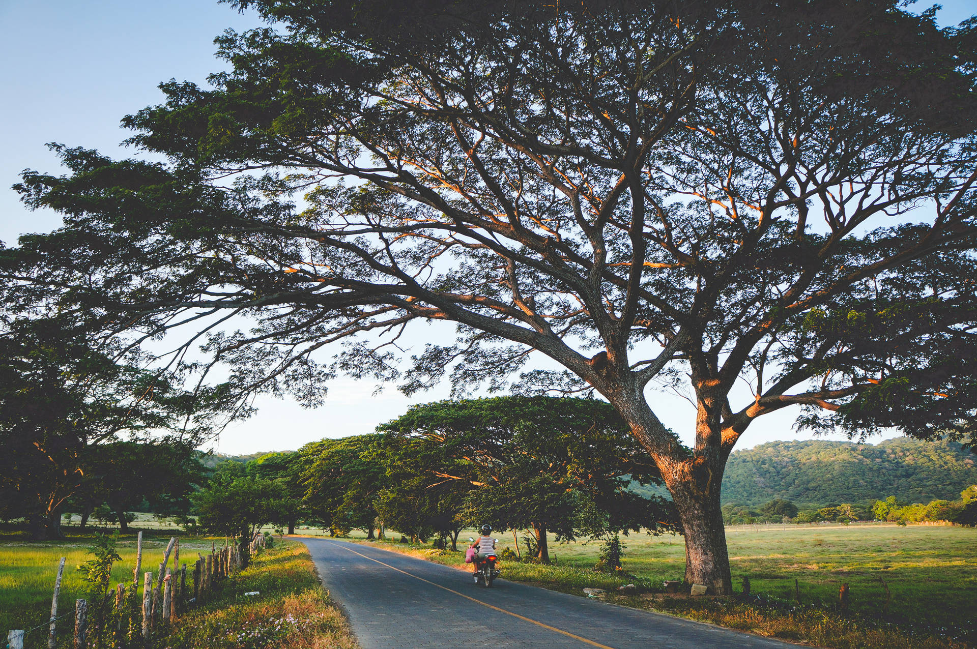 Træer og park i Nicaragua Wallpaper