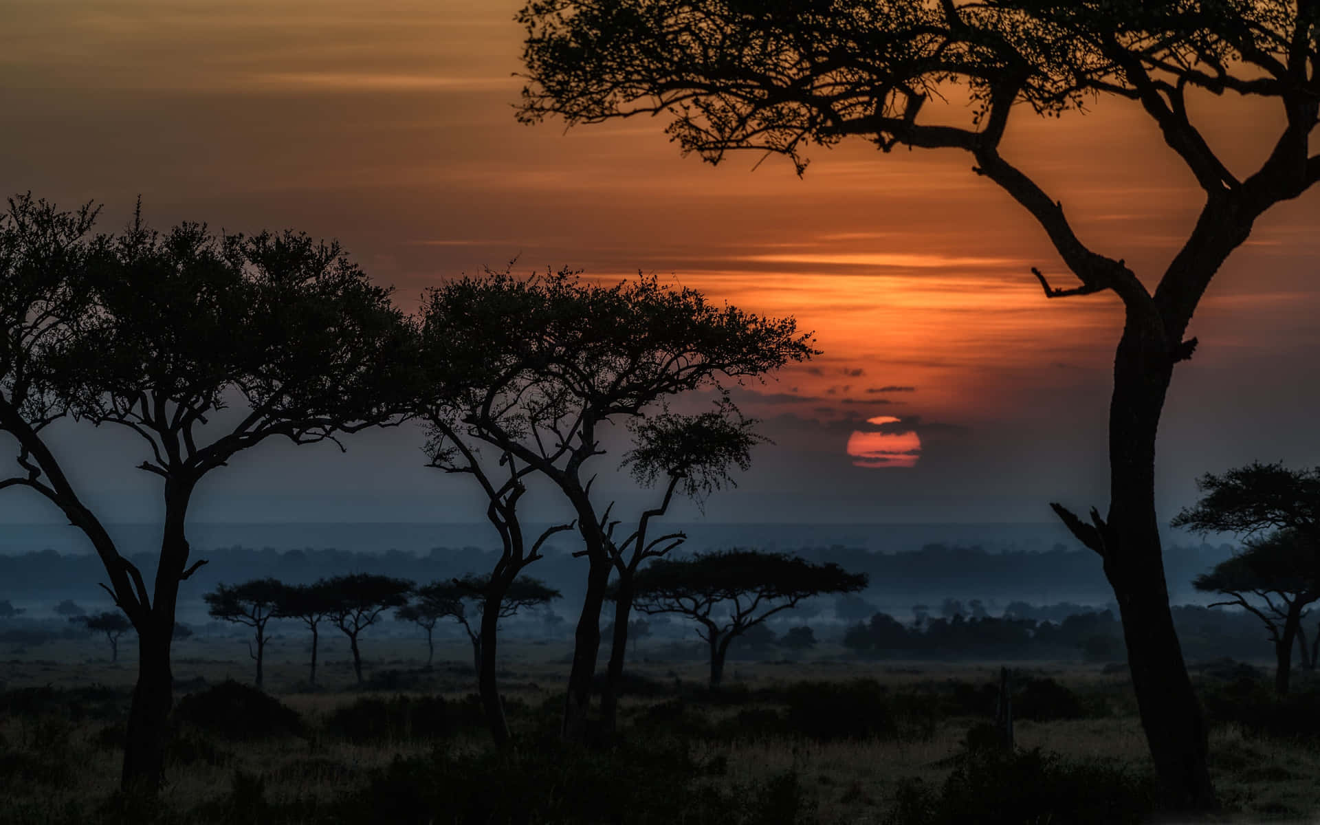 Árbolesen La Reserva Nacional Masai Mara Fondo de pantalla