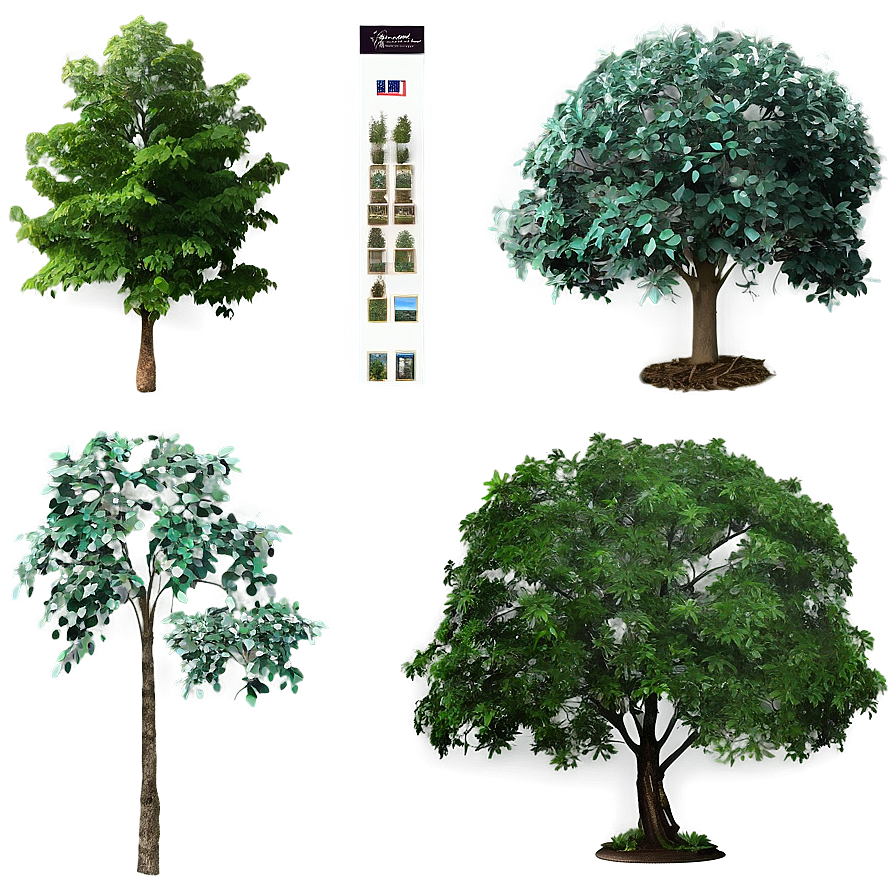 Trees C PNG