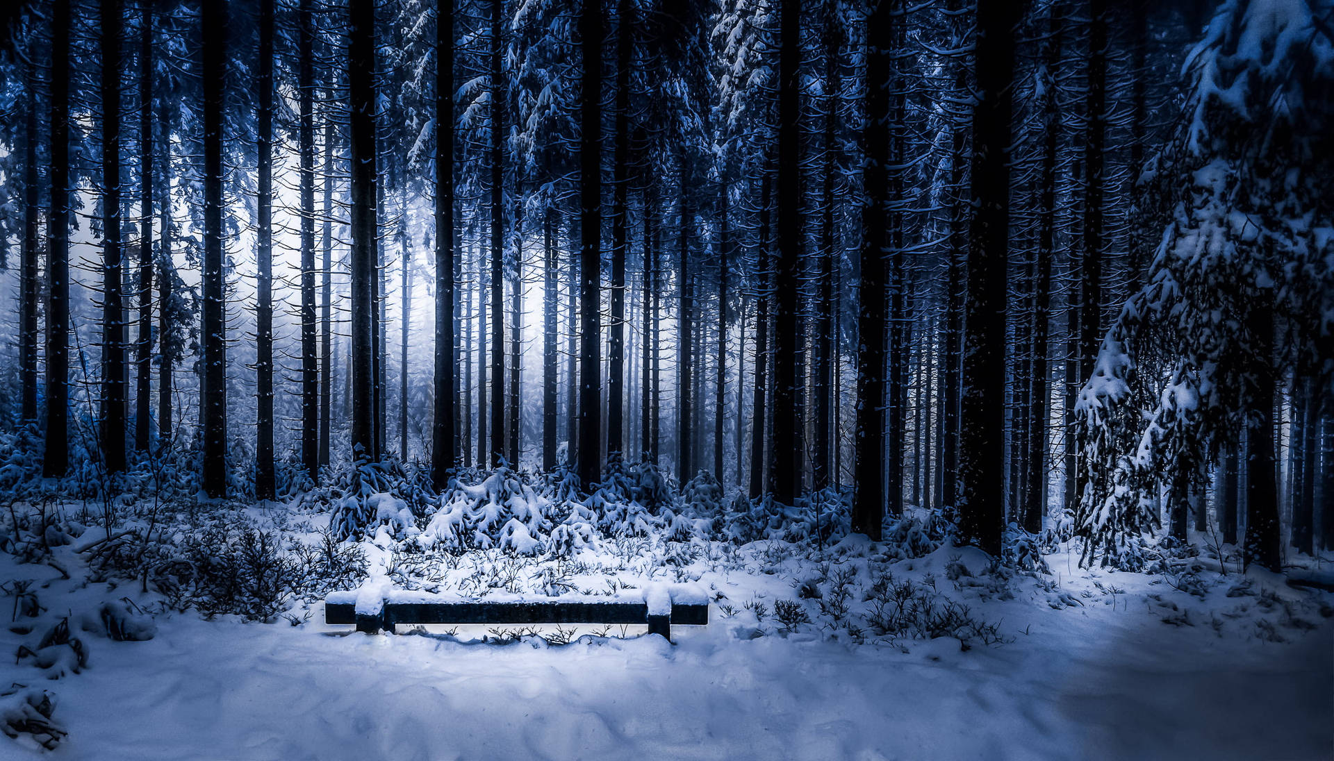 Trees Covered In Freezing Temperature Snow Background