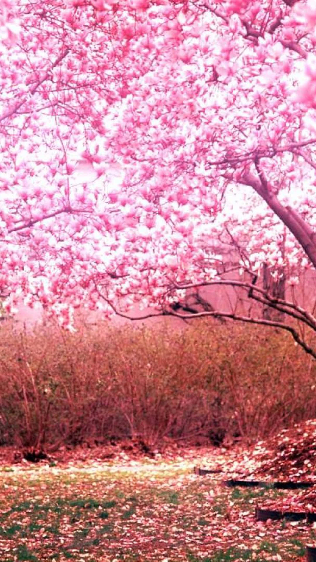 Pink Cherry Blossom Tree Portrait Wallpaper