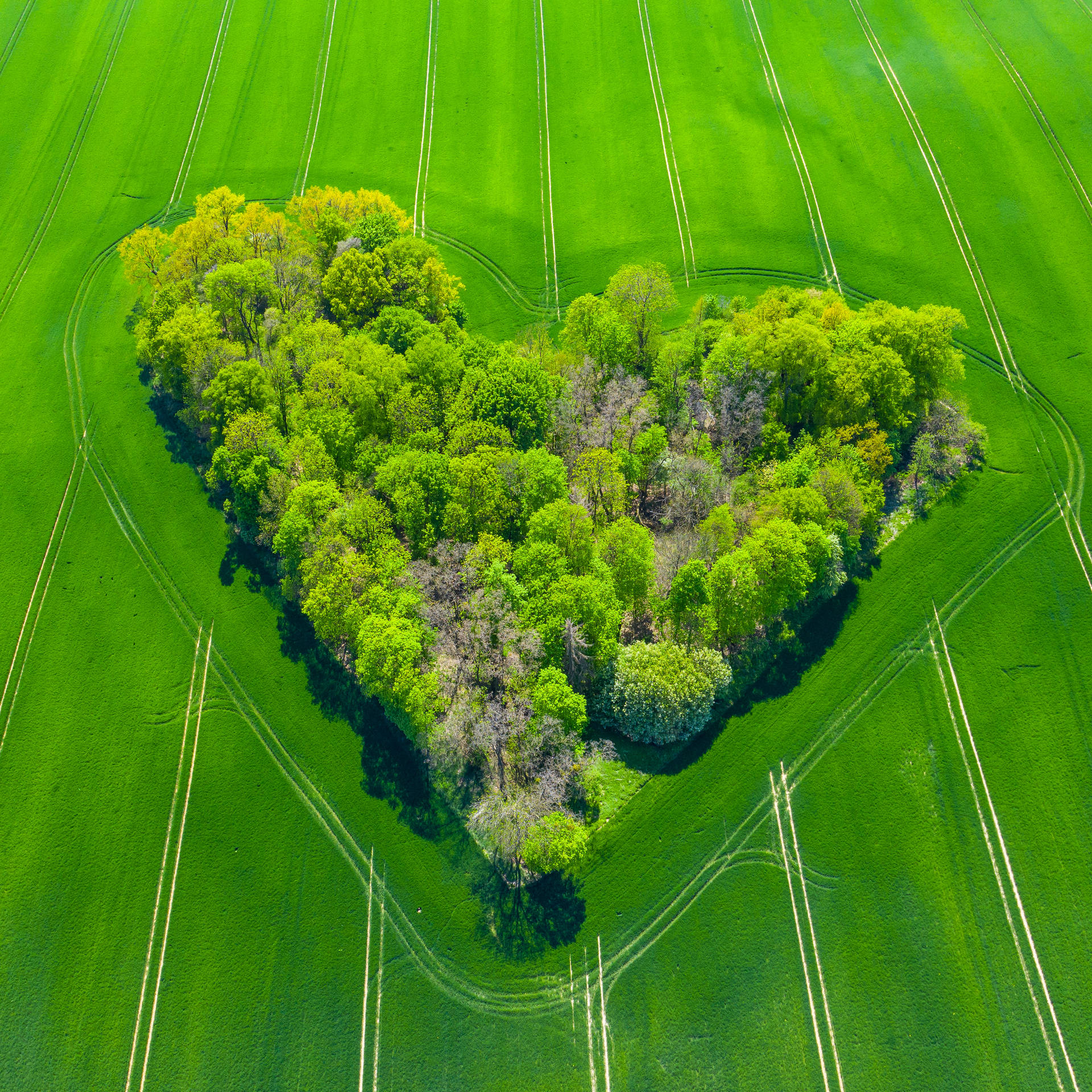 Trees Green Heart Wallpaper