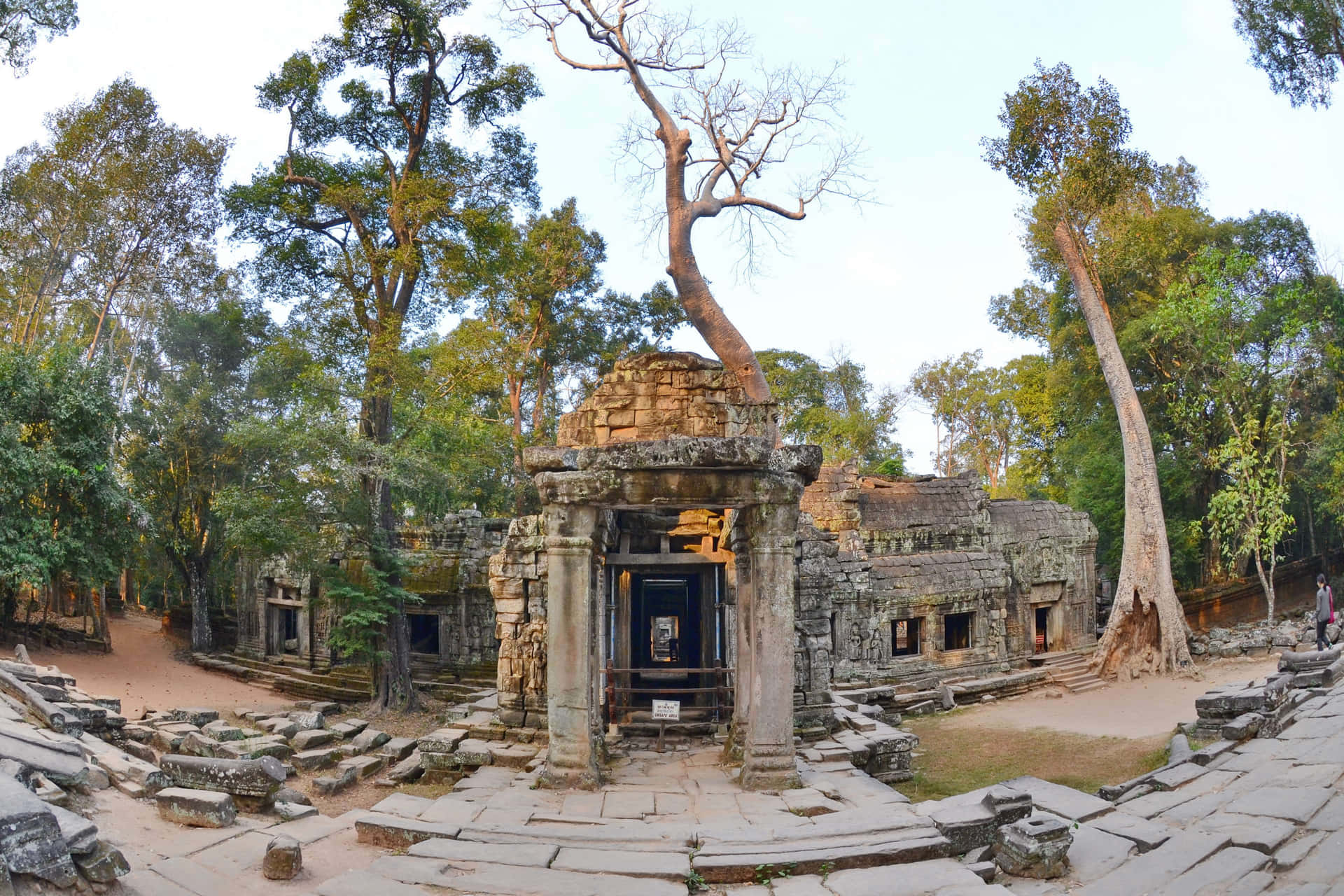 Trädsom Växer På Ruinerna I Angkor Thom. Wallpaper
