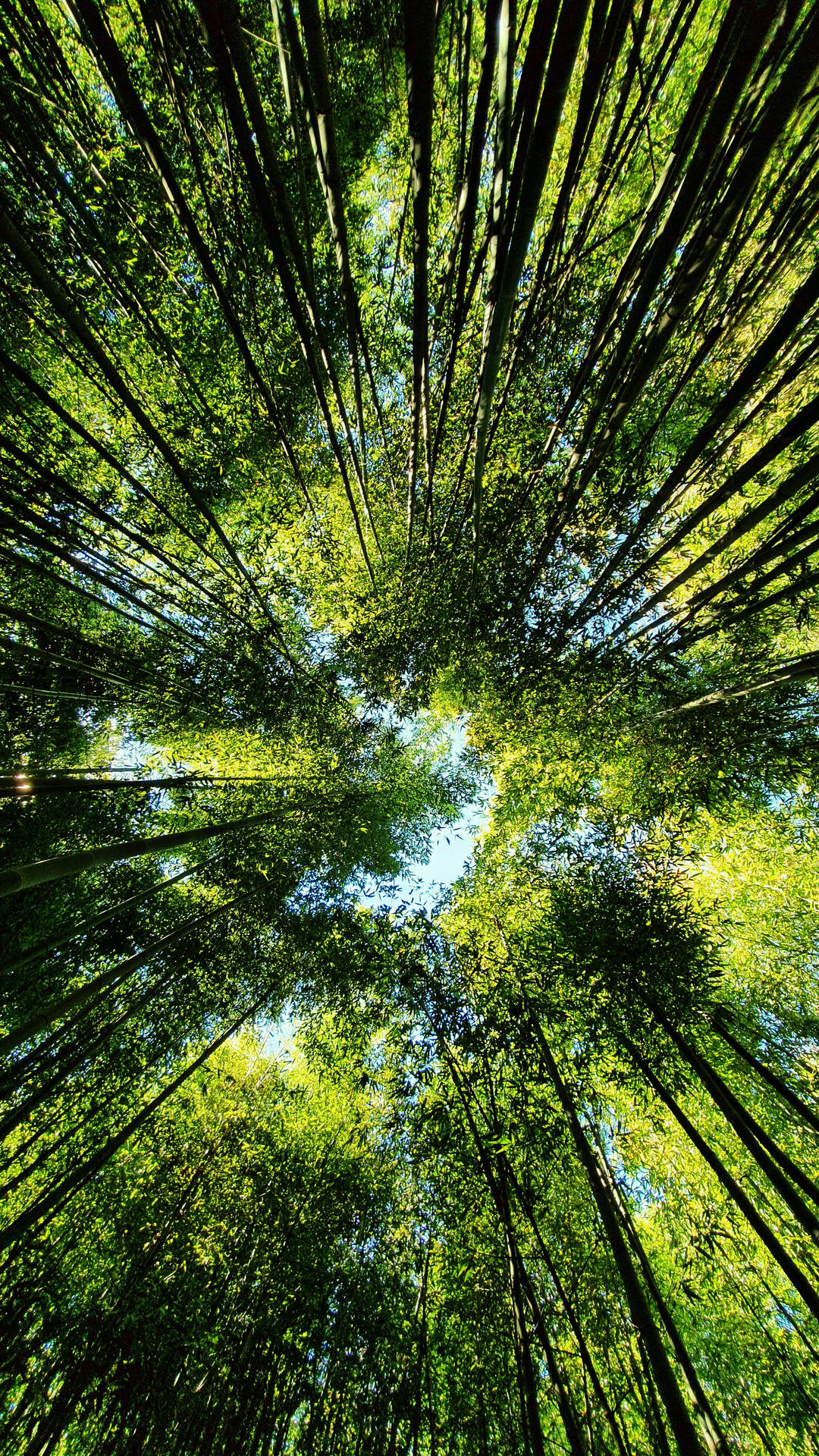Árbolesen El Bosque De Bambú Para Iphone Fondo de pantalla