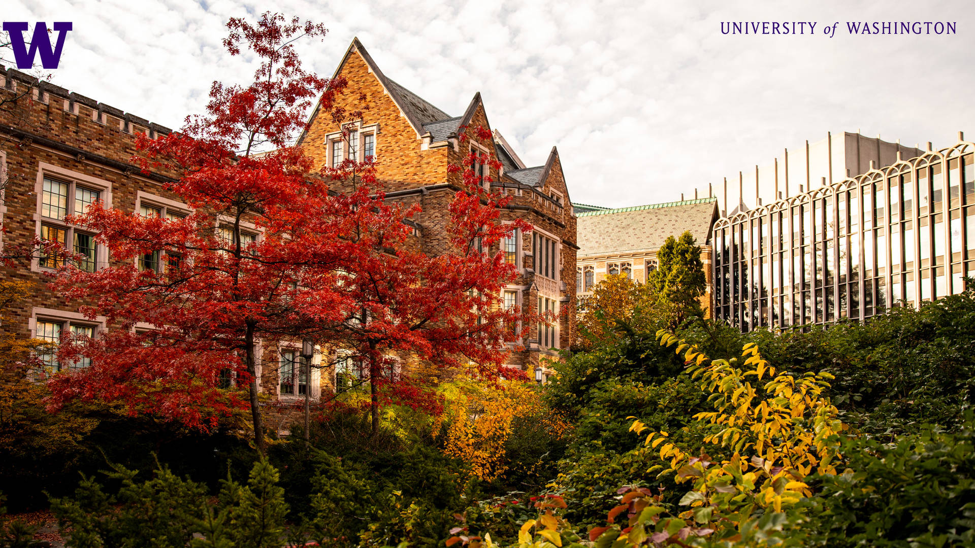 Trees In Front Of Buildings University Of Washington Wallpaper
