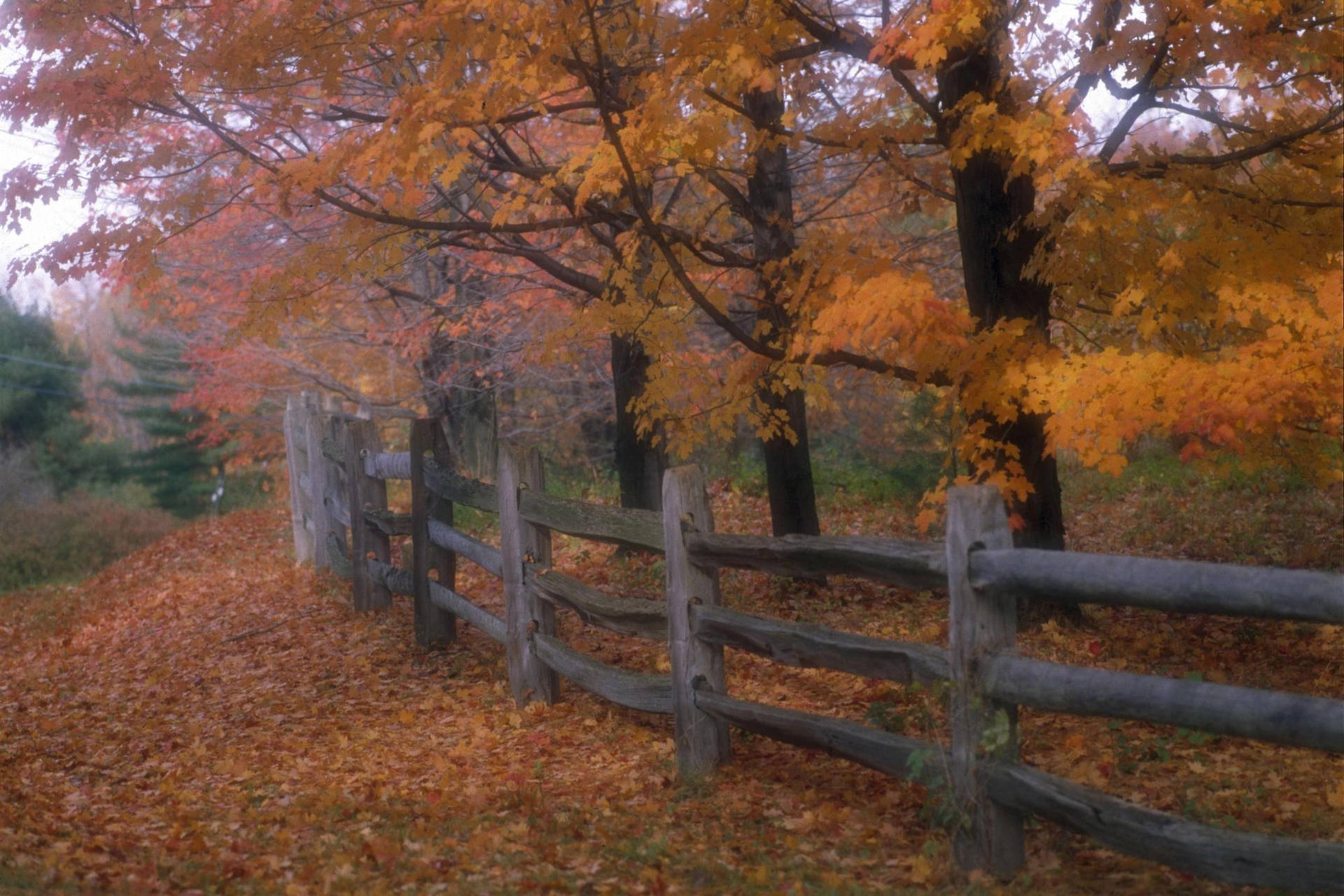 Trees In Ohio During Autumn Picture