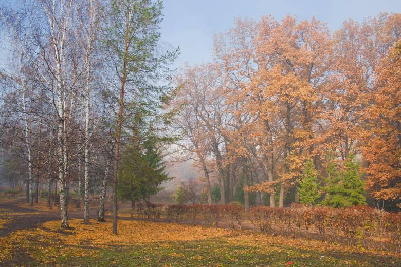 Trees In Park Beautiful Autumn Desktop Wallpaper