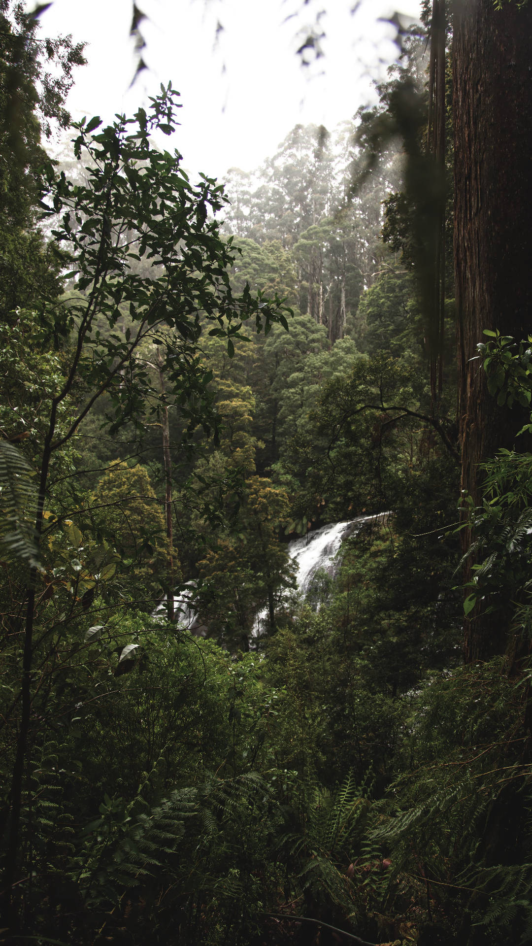 Árbolesen La Selva Para Iphone. Fondo de pantalla