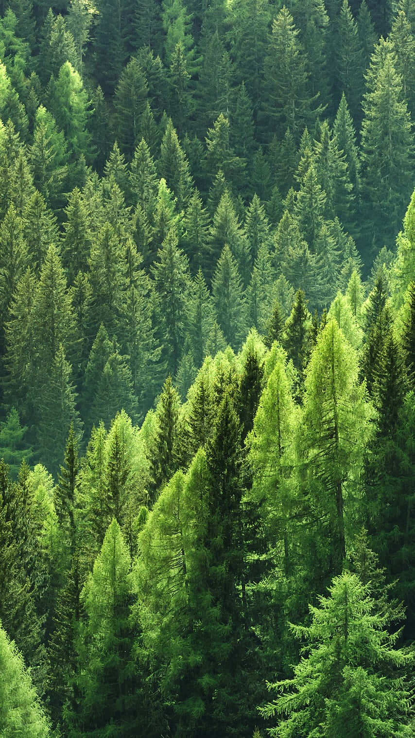 Nyd Naturens Skønhed med Træer Iphone Tapet Wallpaper