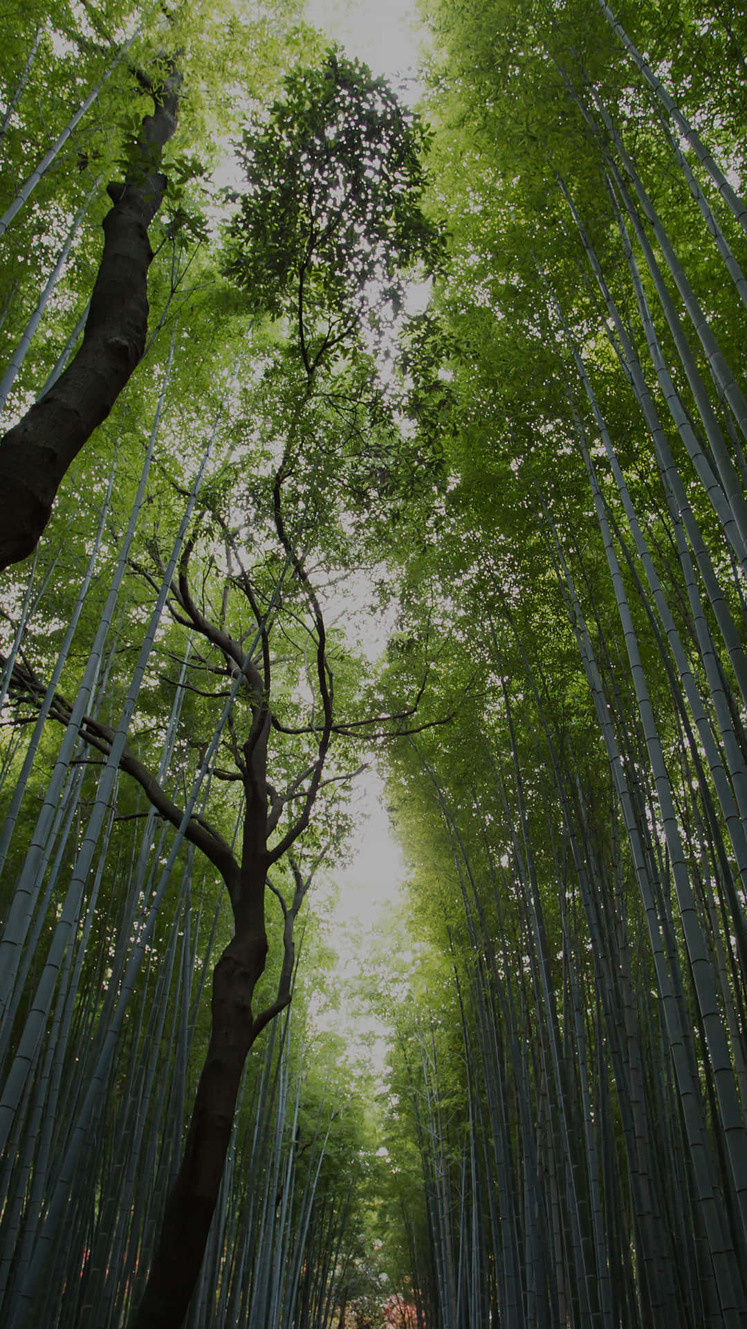 En Bambuskog Med Höga Träd Och En Stig. Wallpaper