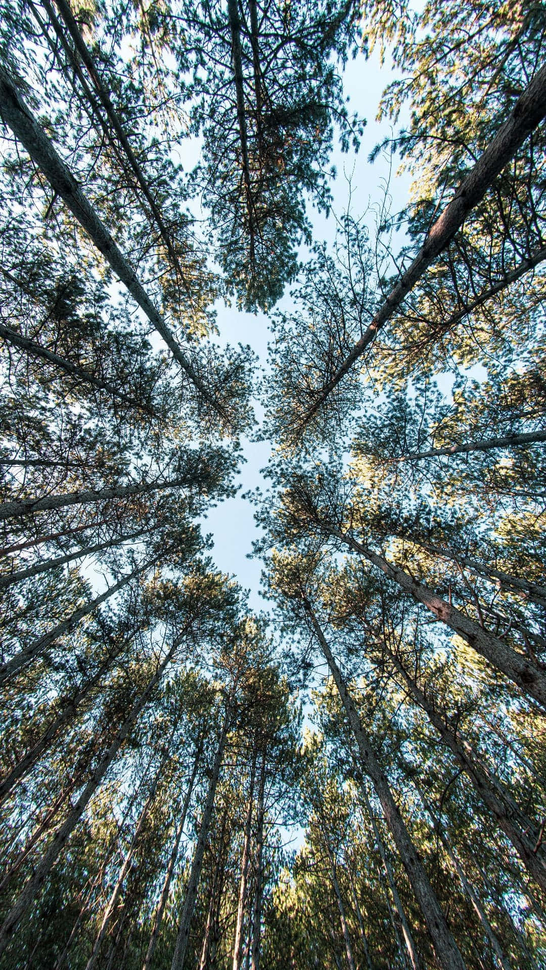Nyd skønheden af en skov på din iPhone. Wallpaper