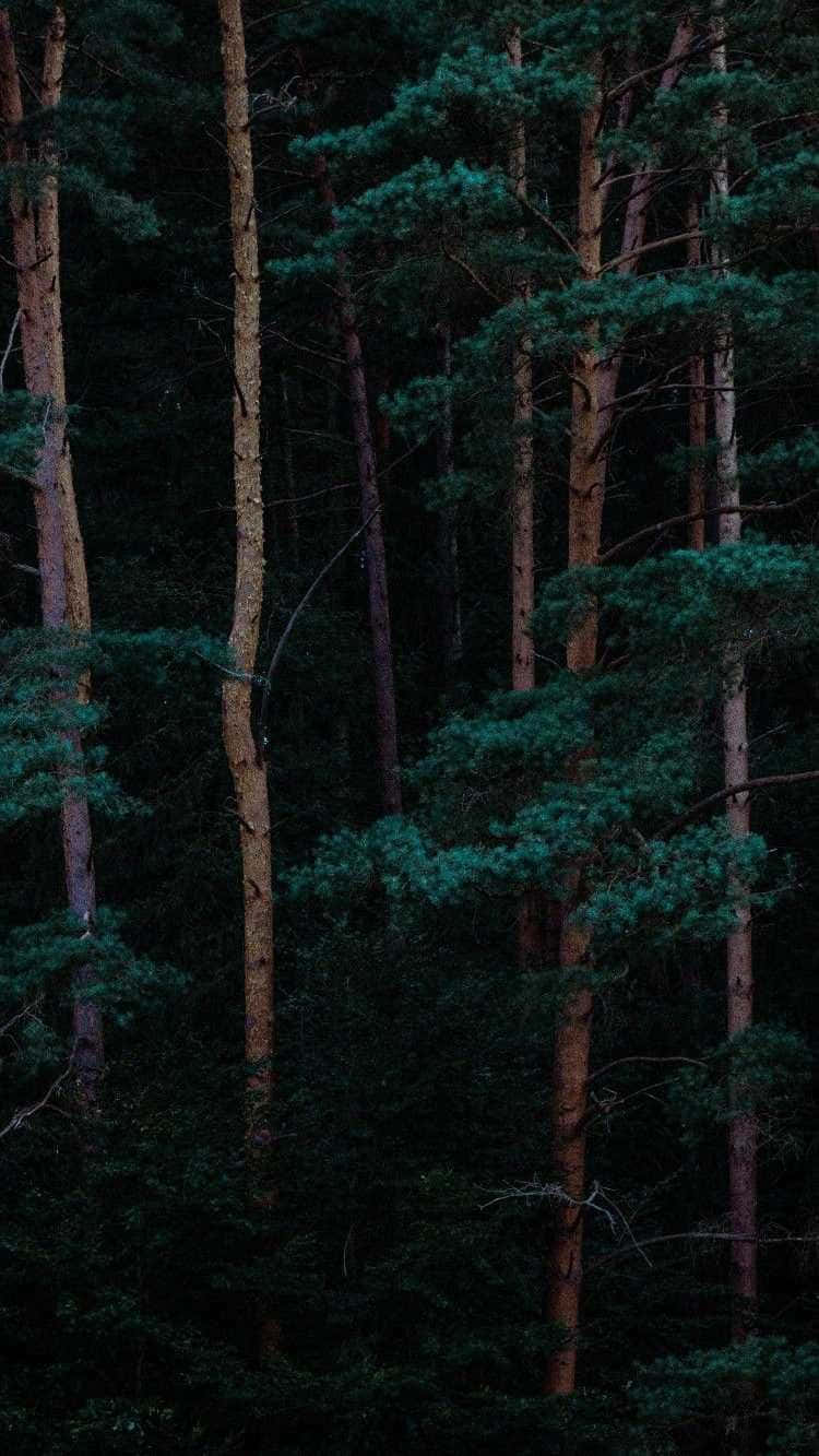The Beauty Of Nature, Captured On Iphone Wallpaper