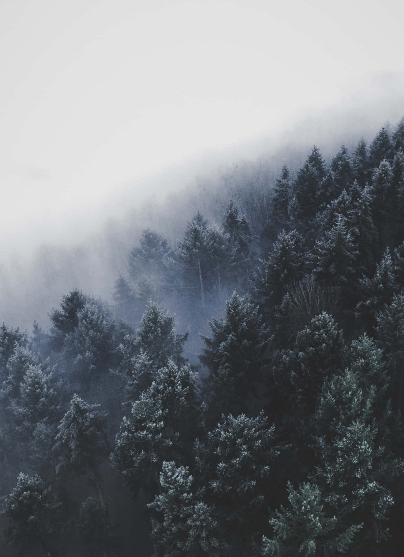 Einnebeliger Wald Mit Von Nebel Bedeckten Bäumen Wallpaper