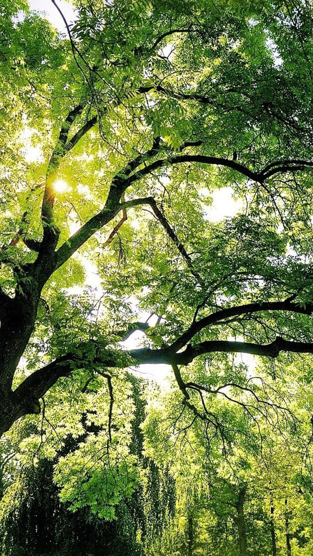 Enestetiskt Tilltalande Solnedgång Genom En Skog Av Träd. Wallpaper