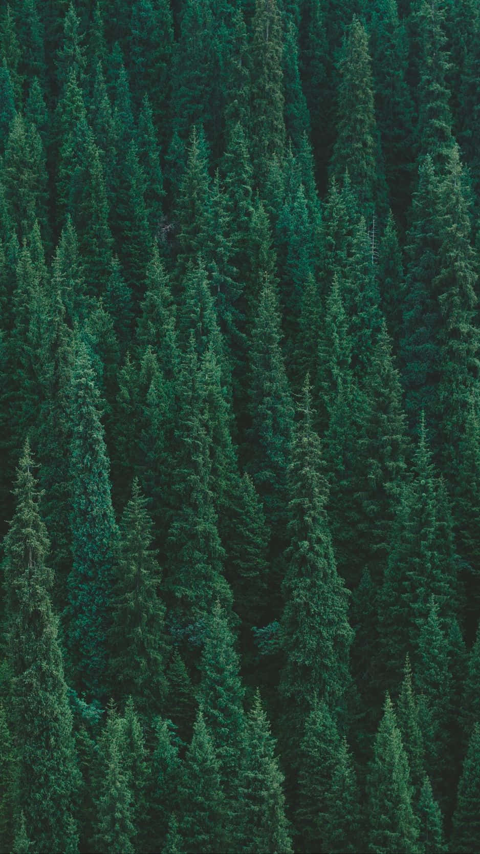 Wallpaperupptäck Naturens Prakt Med Trees Iphone-bakgrundsbild. Wallpaper