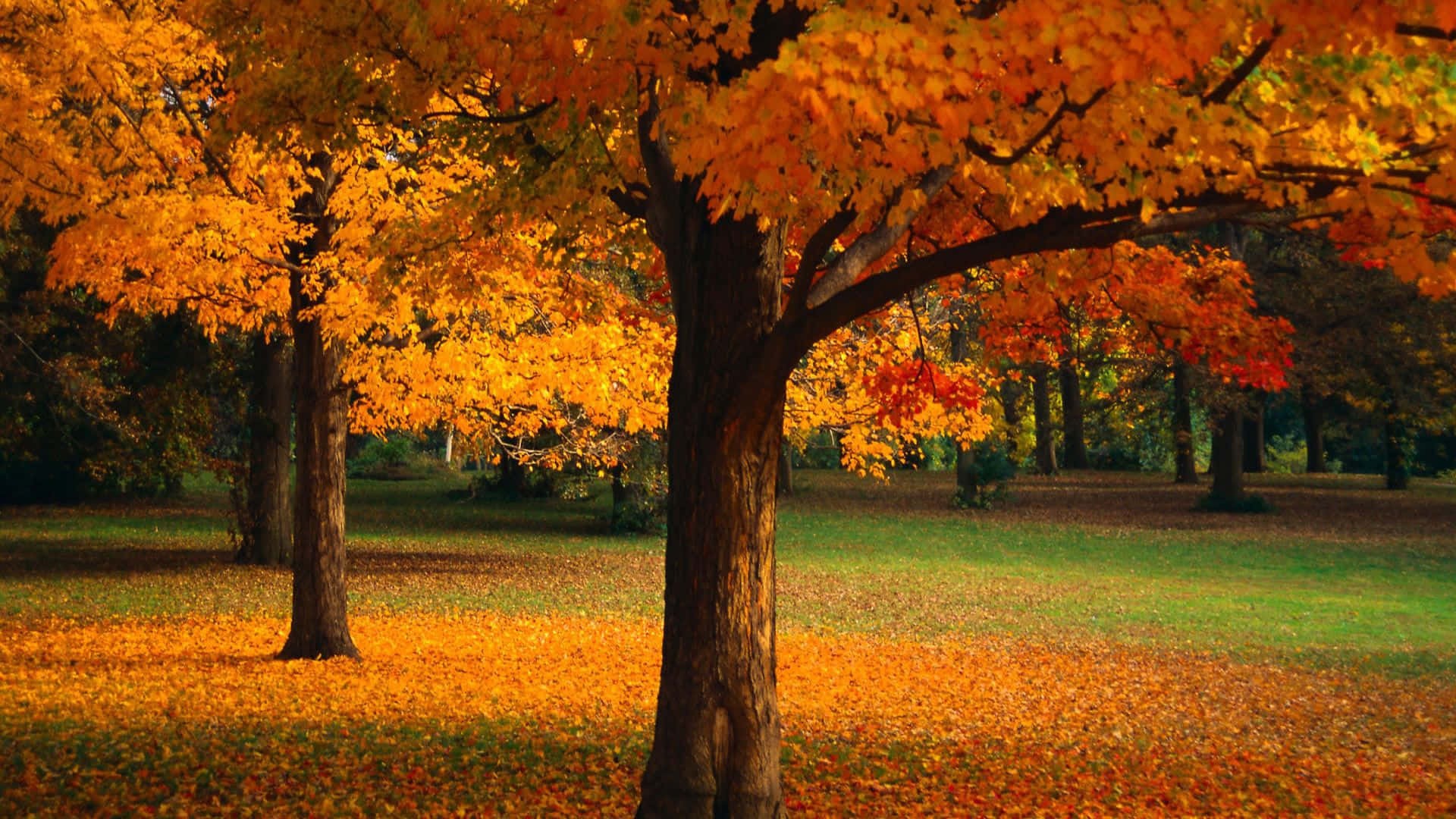 Herbstlicheeichenbäume Mit Orangefarbenen Blättern. Wallpaper